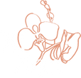 Xi Xon